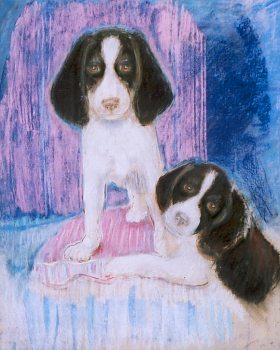 Springer Spaniels